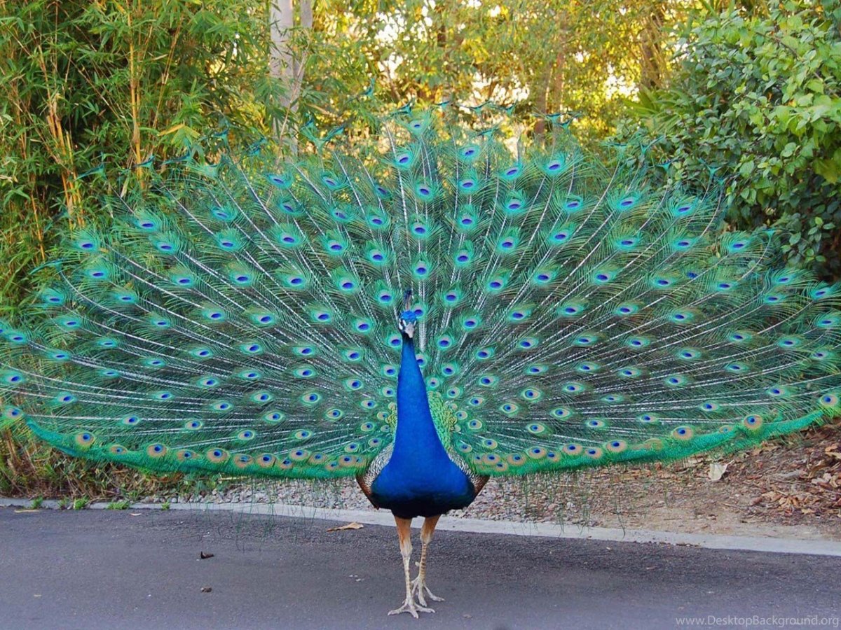 Павлин Миднайт