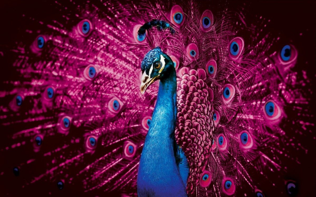 Обыкновенный Павлин Черноплечий