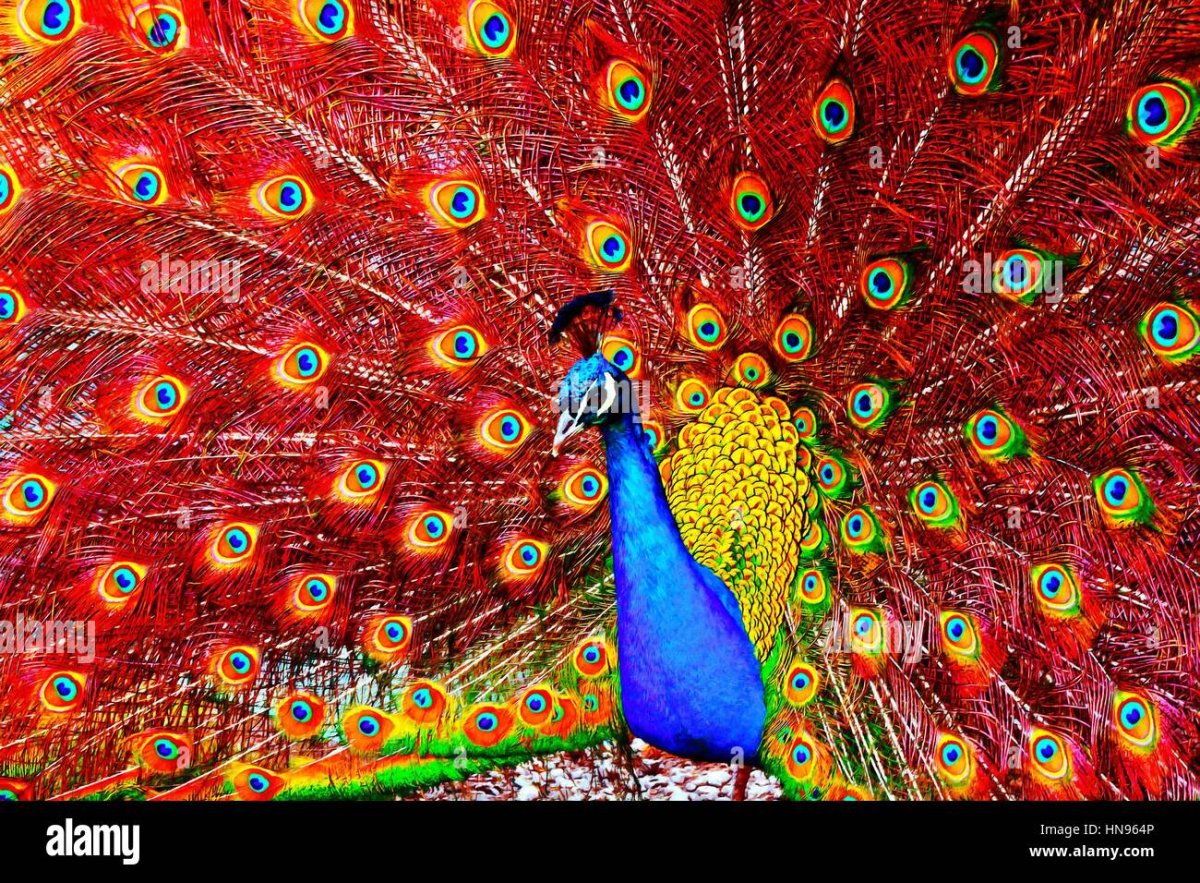 Обыкновенный Павлин Черноплечий