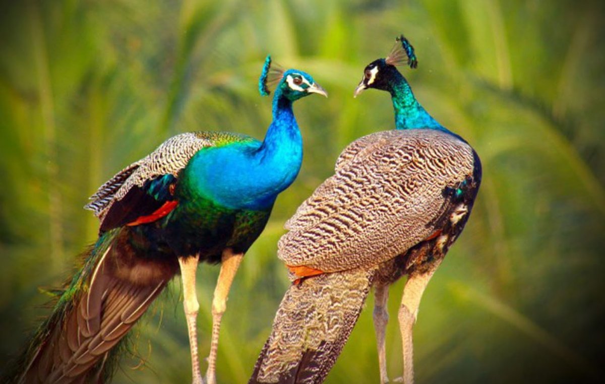 Павлин привлекает самку