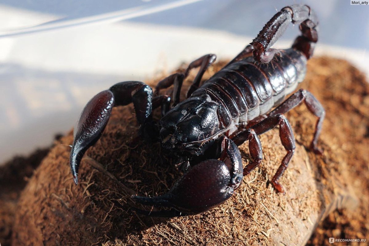 Императорский Скорпион