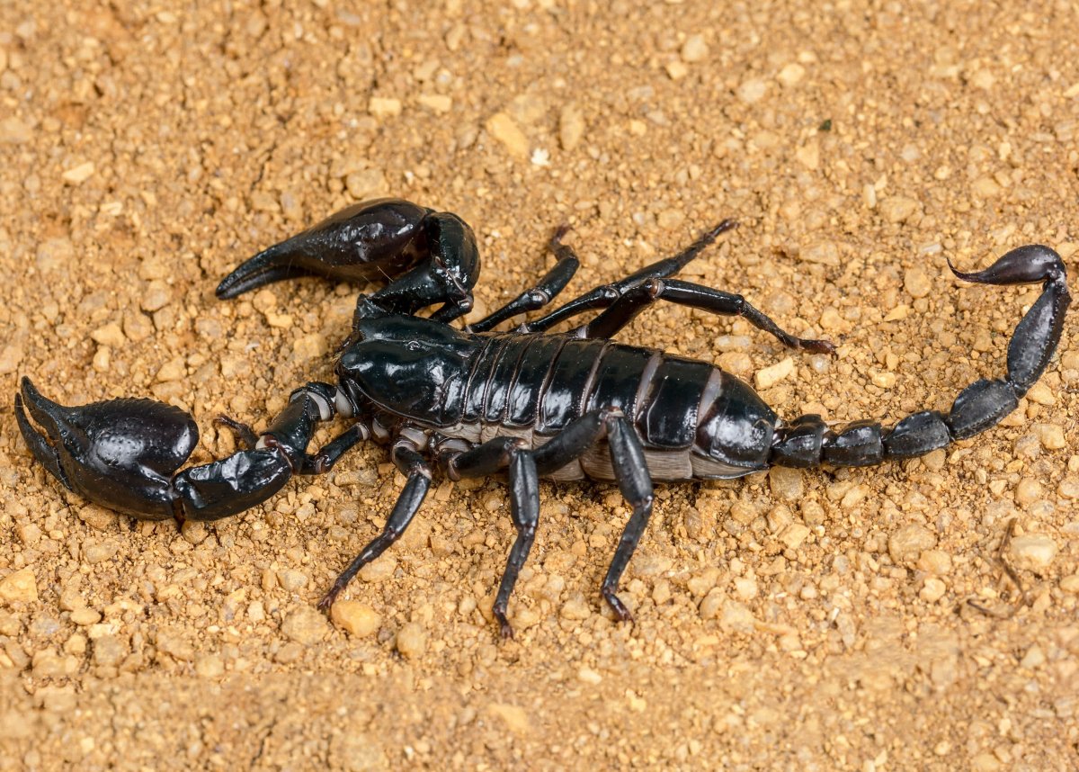 Мингрельский Скорпион Euscorpius mingrelicus