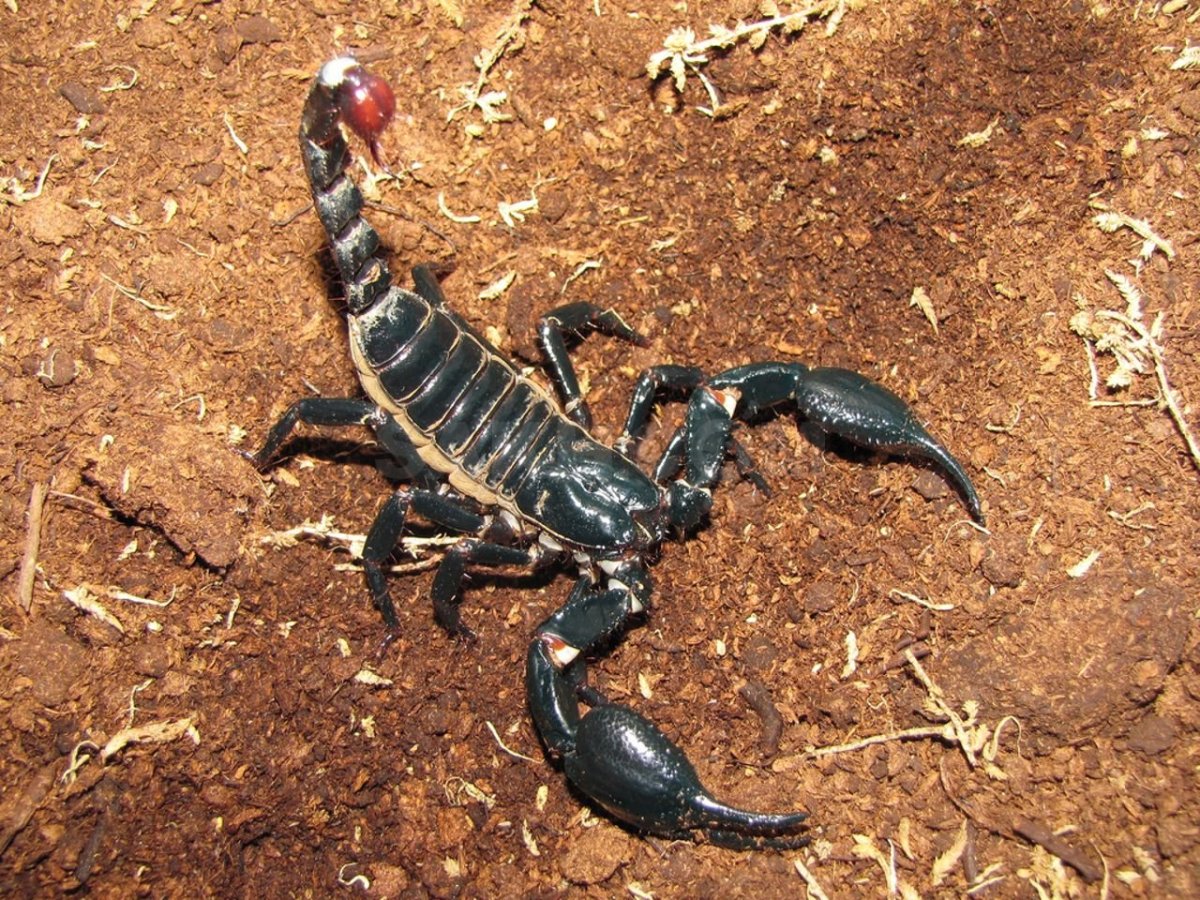 Гвинейский Императорский Скорпион