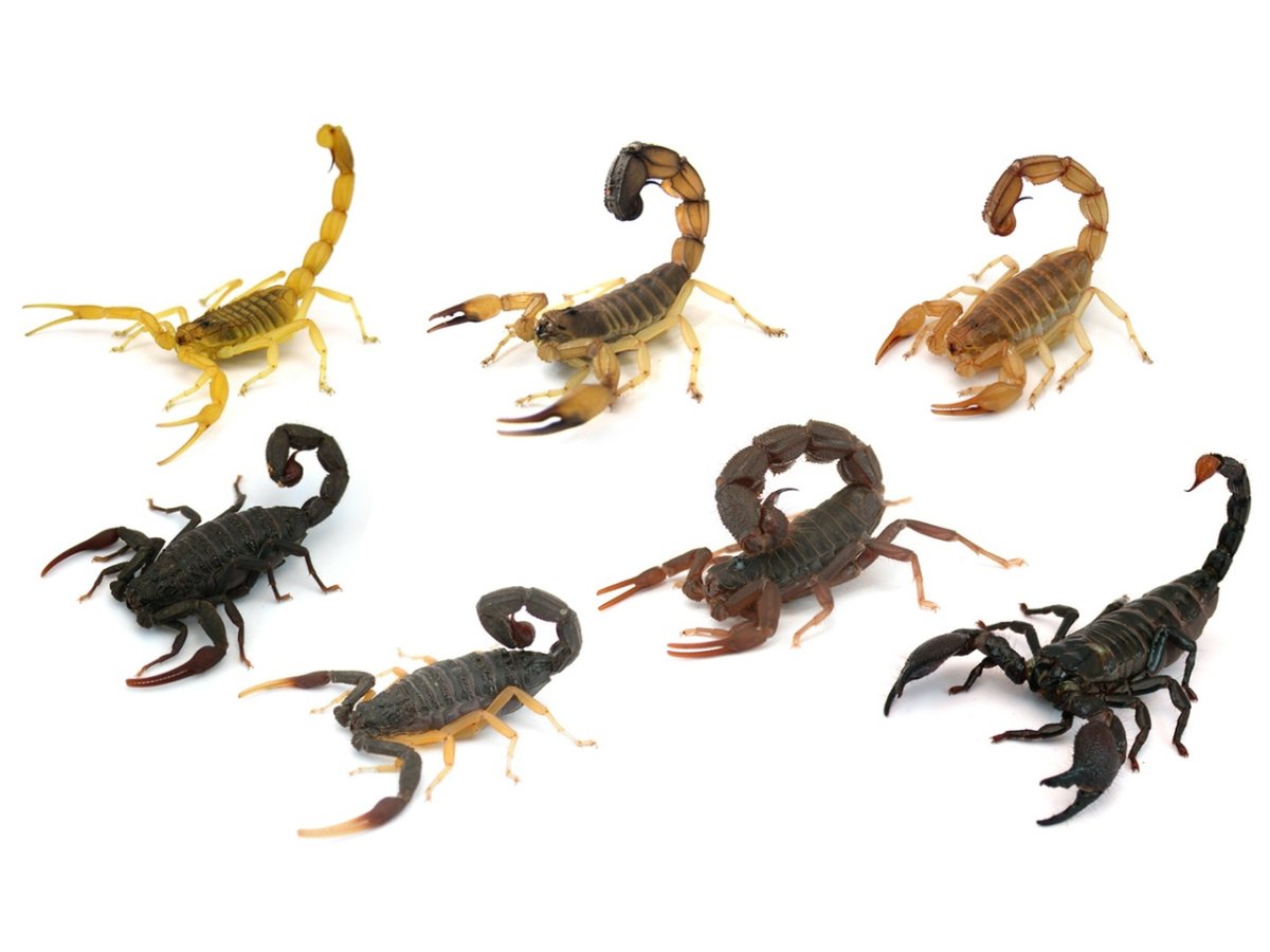 Много скорпионов