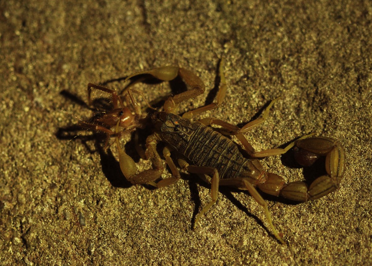 Опасные Скорпионы