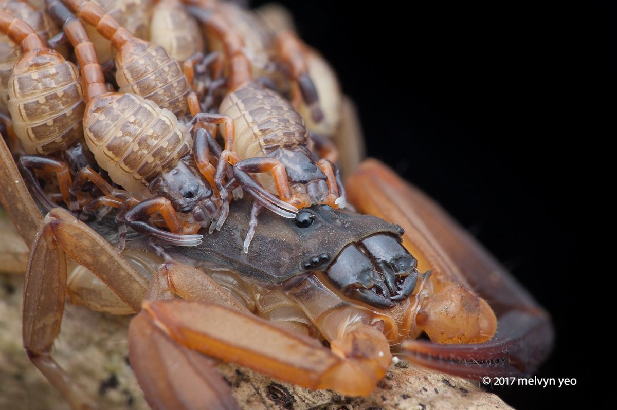 Морда скорпиона