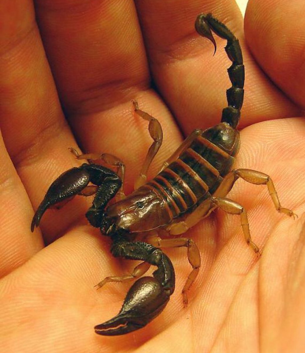 Императорский Скорпион (Pandinus Imperator)