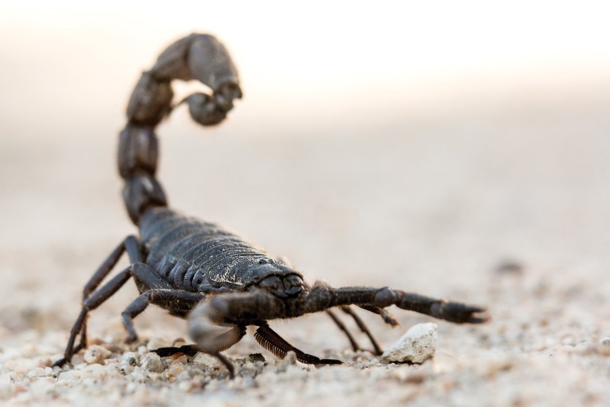 Астраханский Скорпион