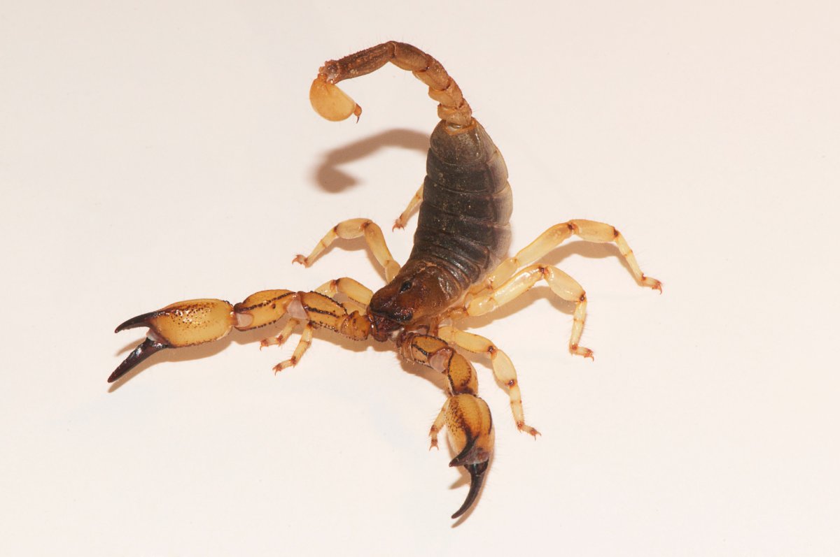 Скорпион тонкохвостый