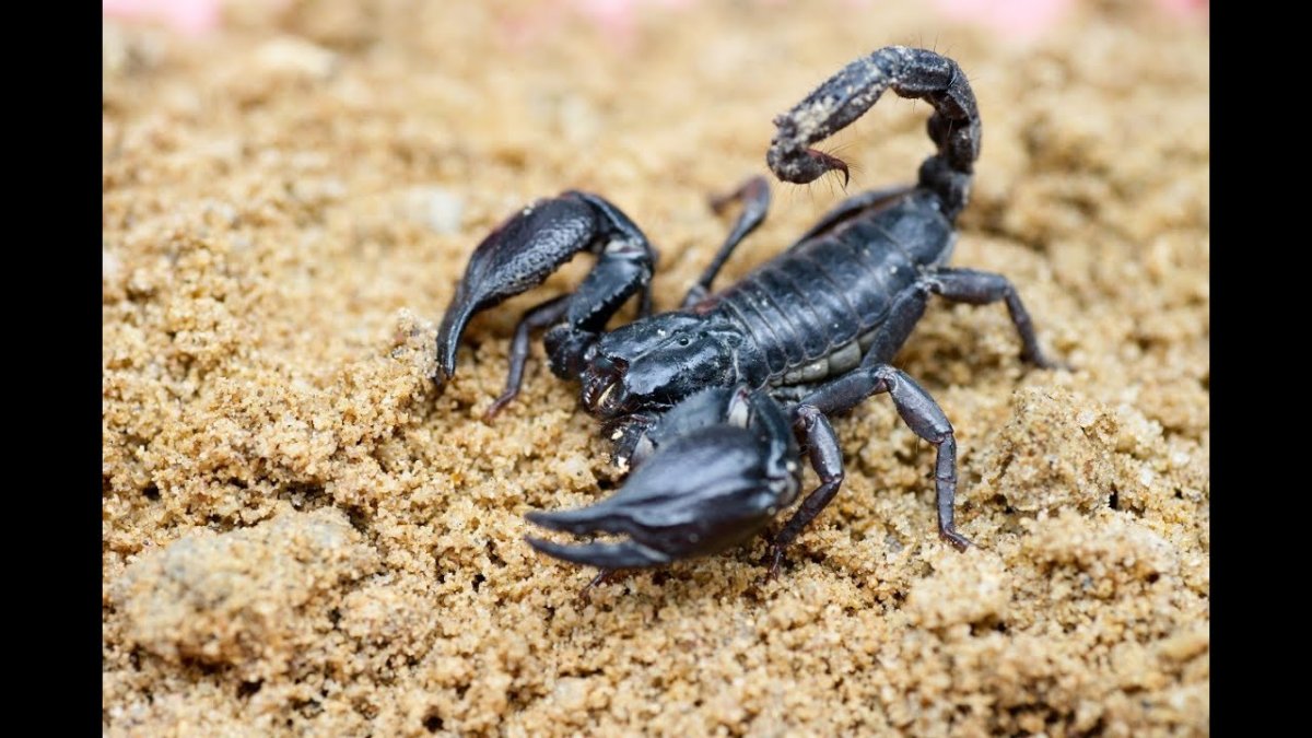 Императорский Скорпион