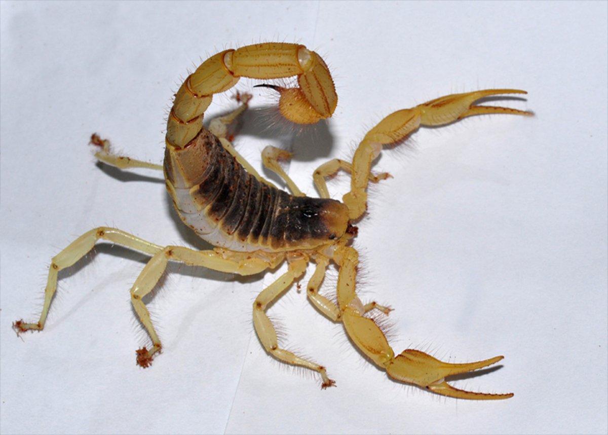 Hadrurus arizonensis