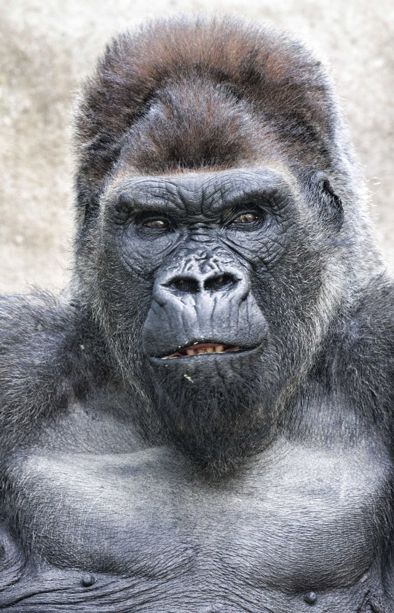 Накаченная обезьяна