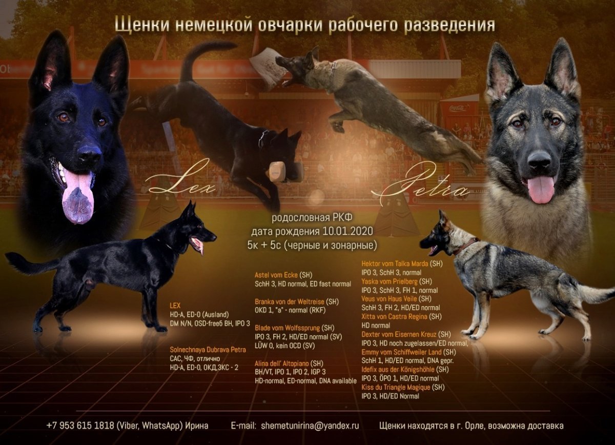 Немецкая овчарка чепрачного окраса