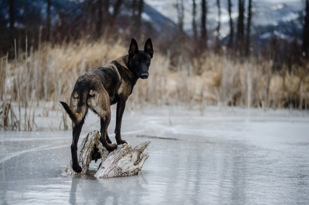 Зонарная овчарка