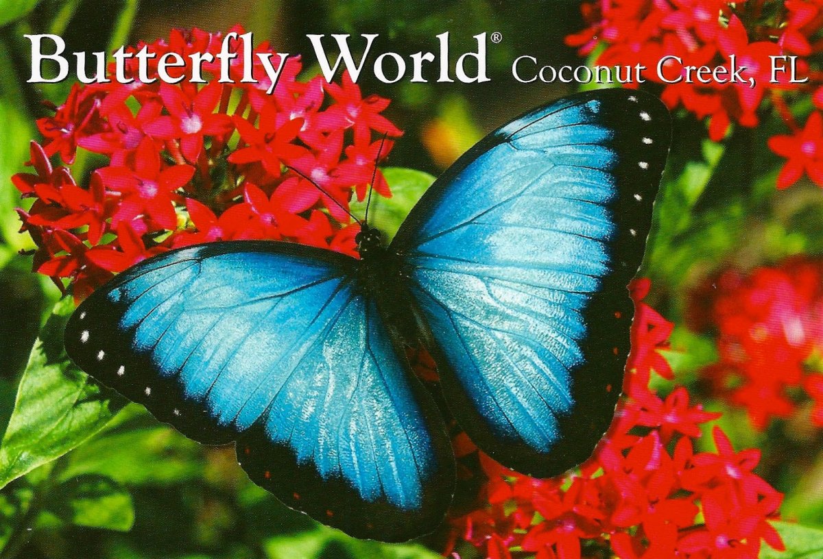 Выставка бабочек и экзотических птиц в Нигерии