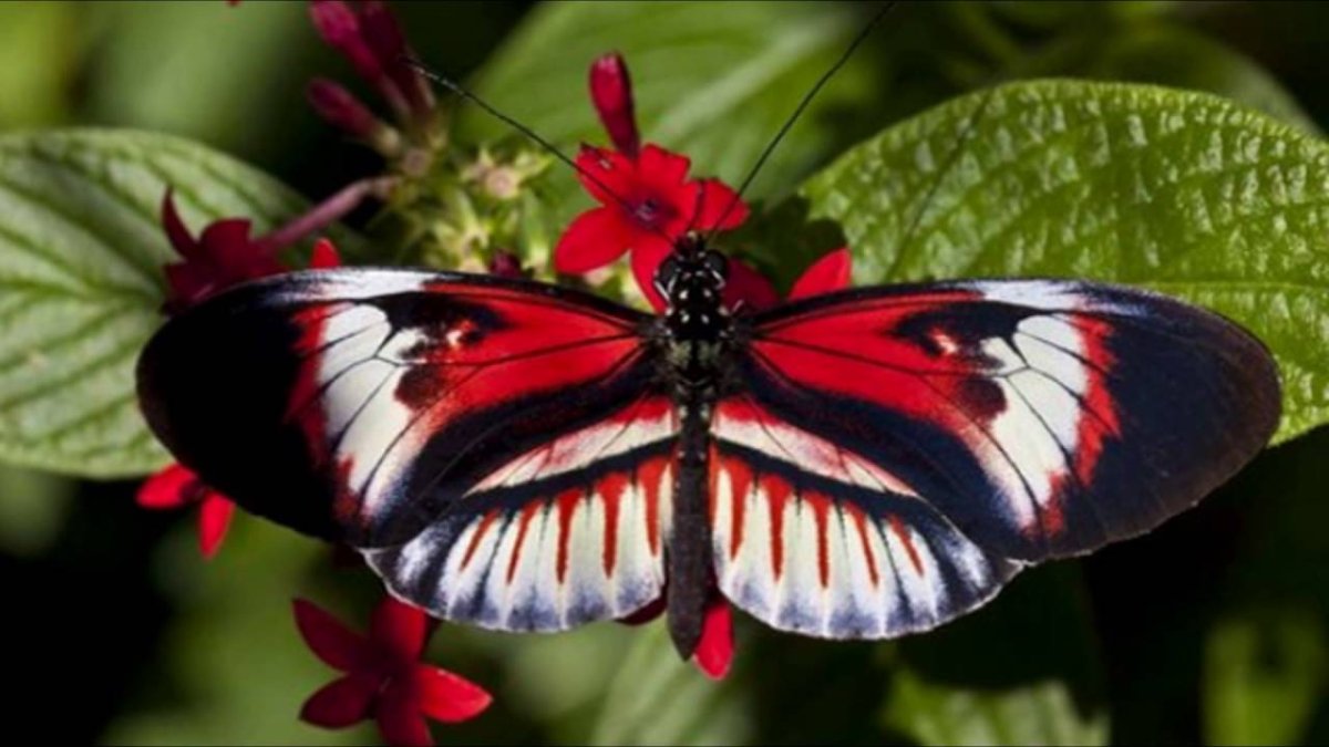 Бабочки тропиков