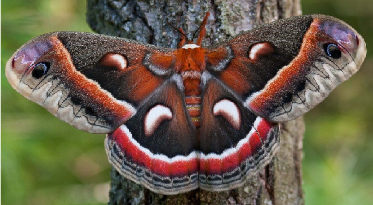 Мадагаскарская Комета бабочка