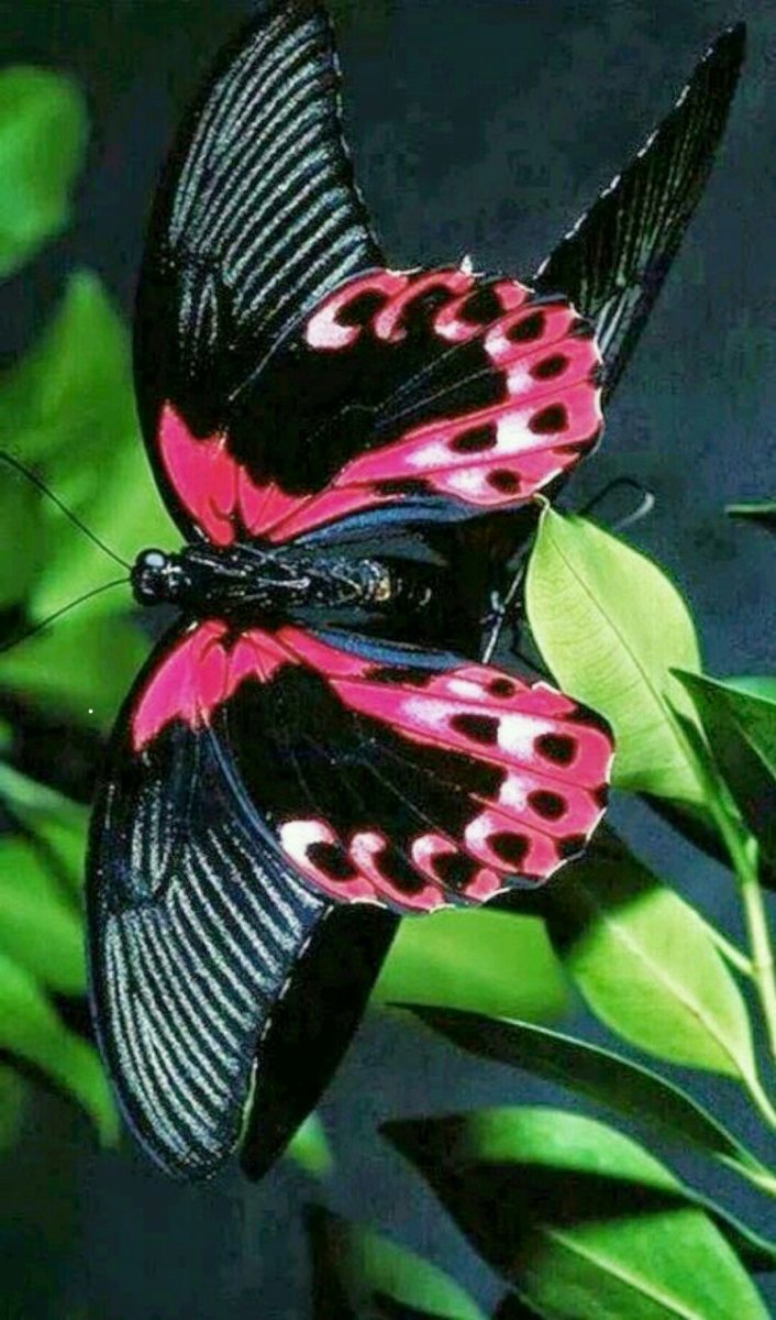 Saturnia Pavonia female