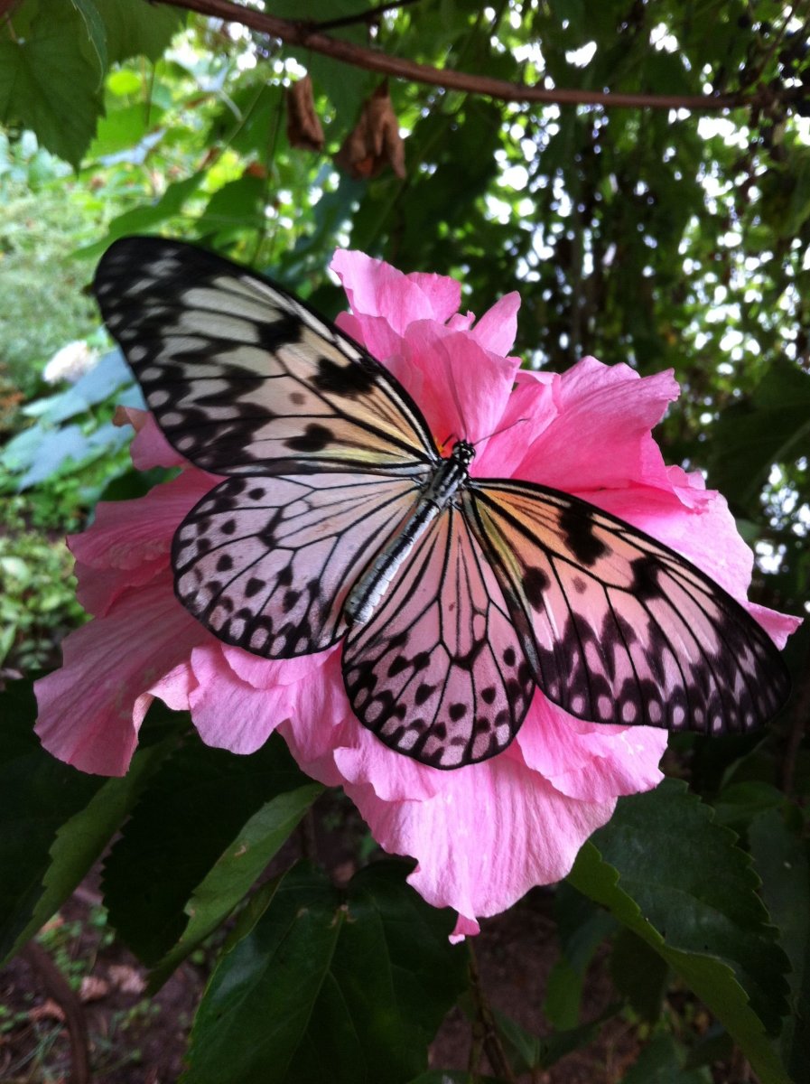 Эстетичные бабочки