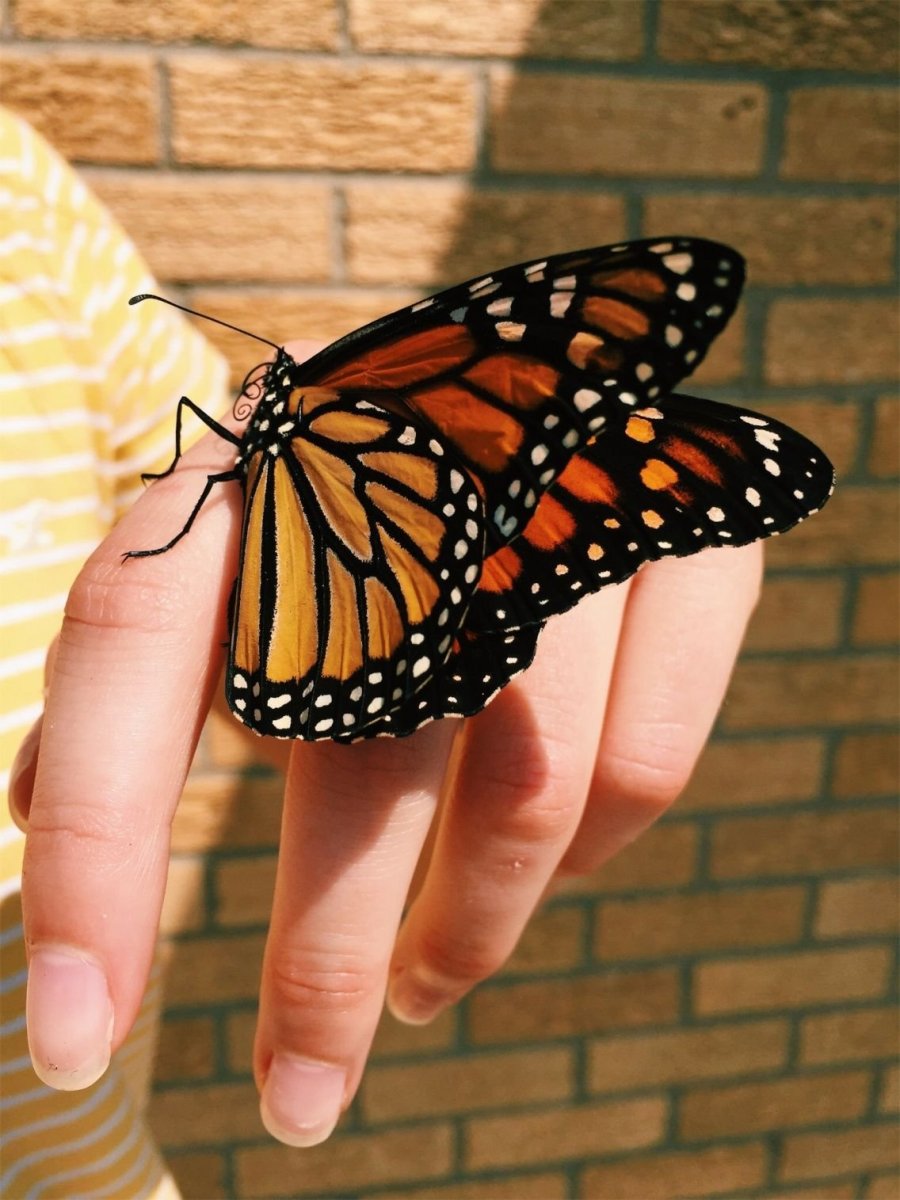 Виды бабочек