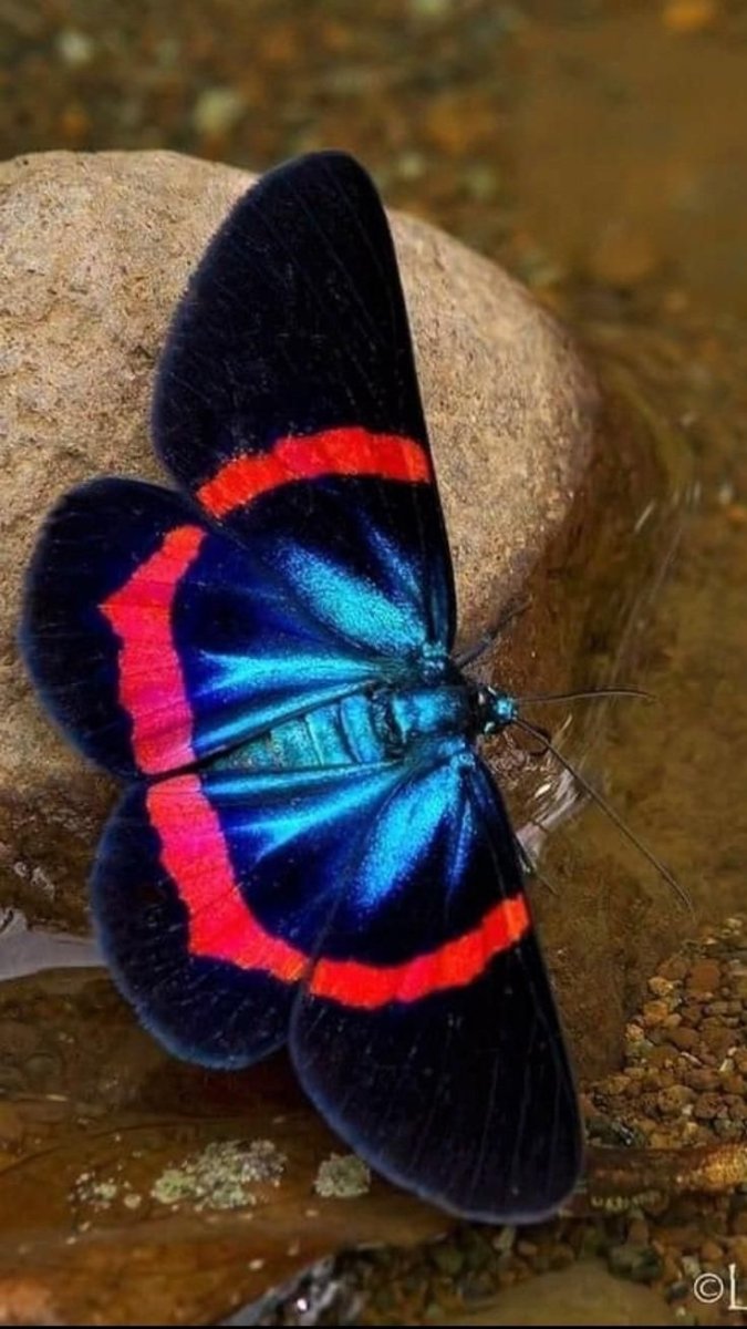 Сатурния цекропия