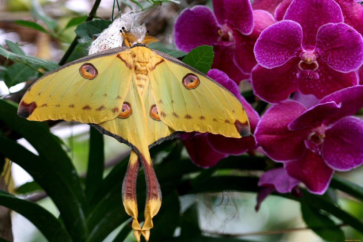 Голубые бабочки Эстетика