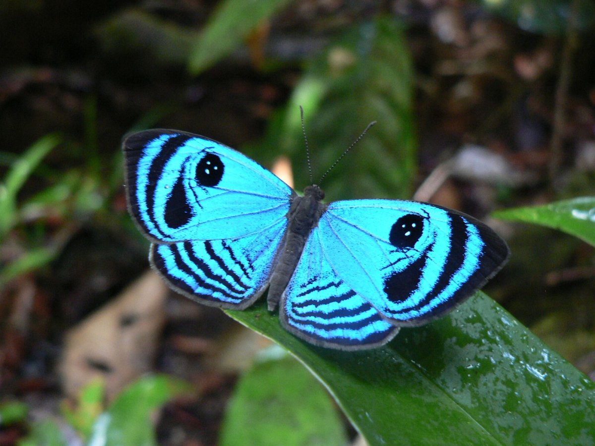 Бабочка с синими крыльями и глазками