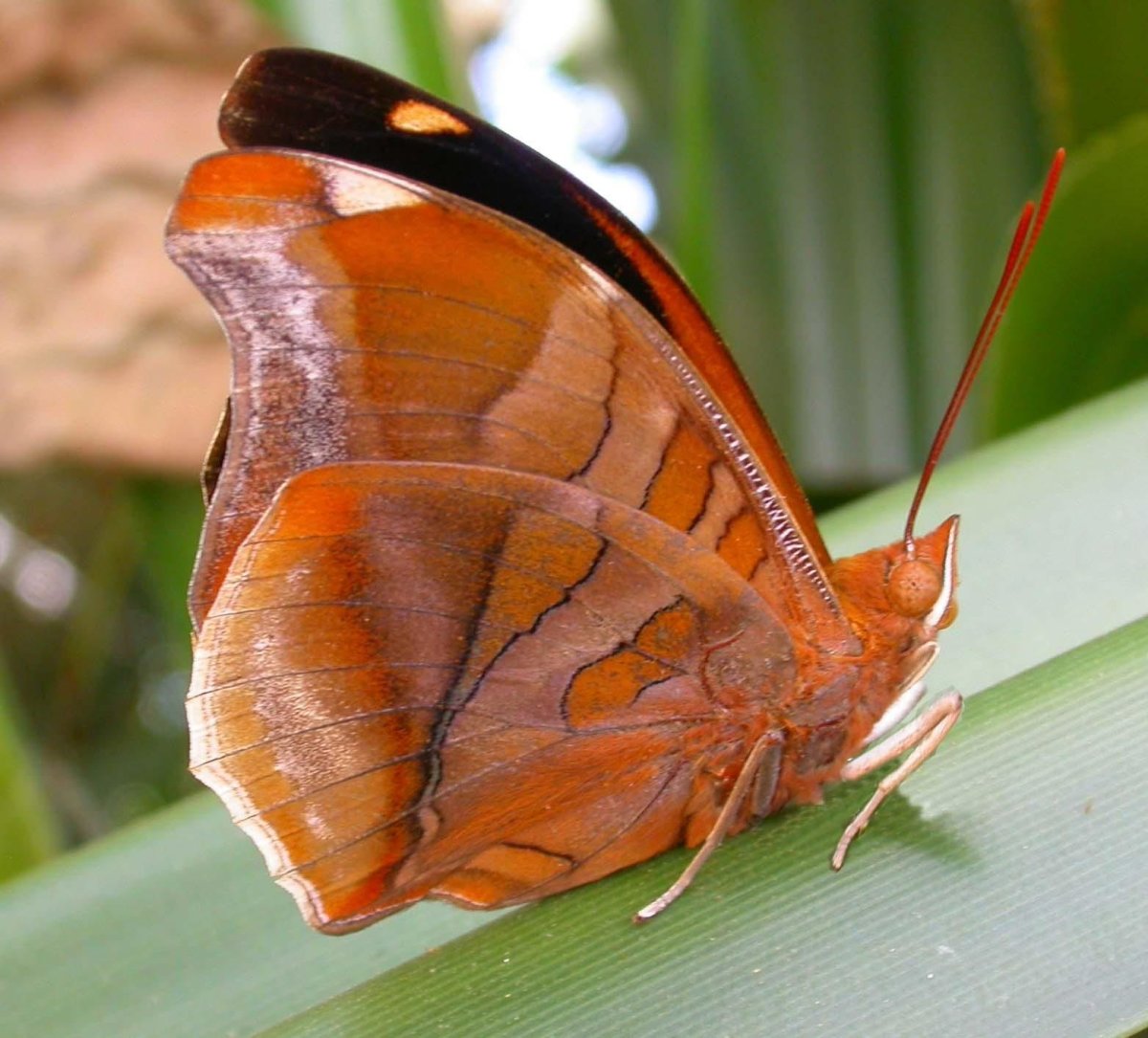 Большой оранжевый мотылек