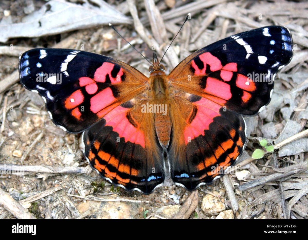 Павлиноглазка Сатурния Луна