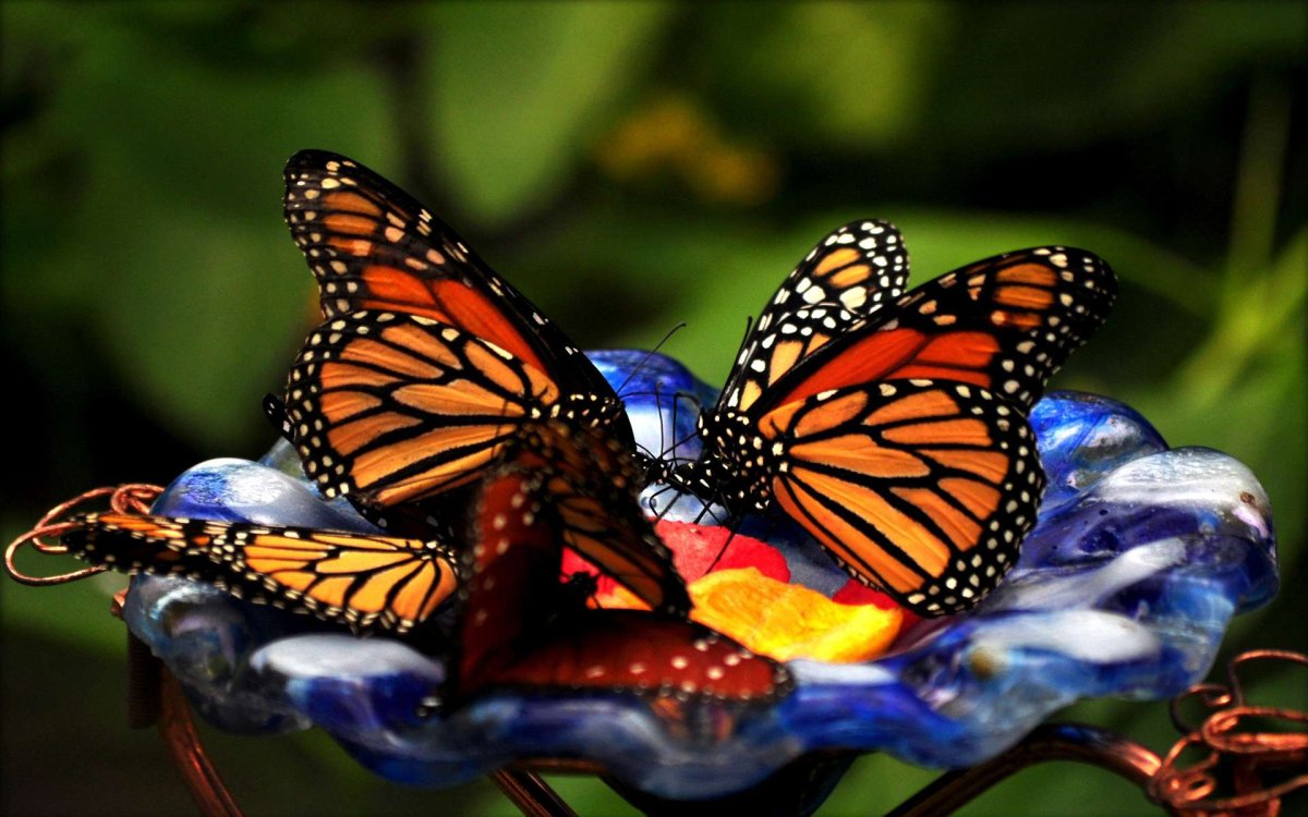 Бабочка иллюстрация