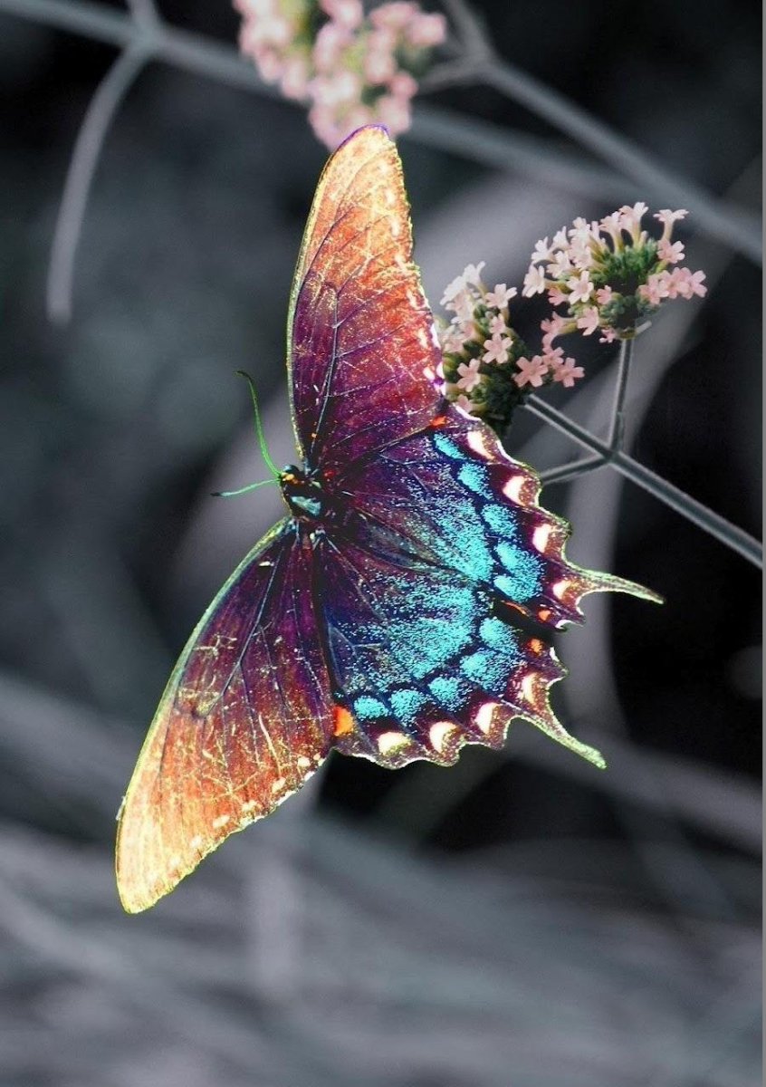 Красивый мотылек