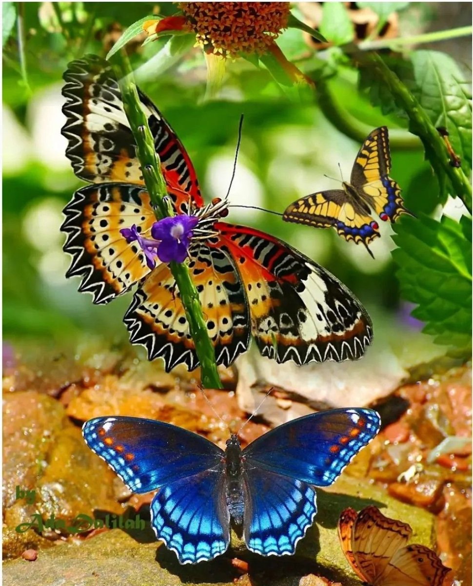 Бабочка парусник Улисс