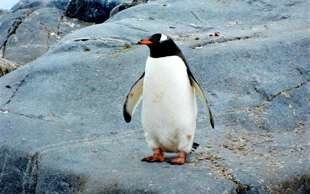 Субарктический Пингвин