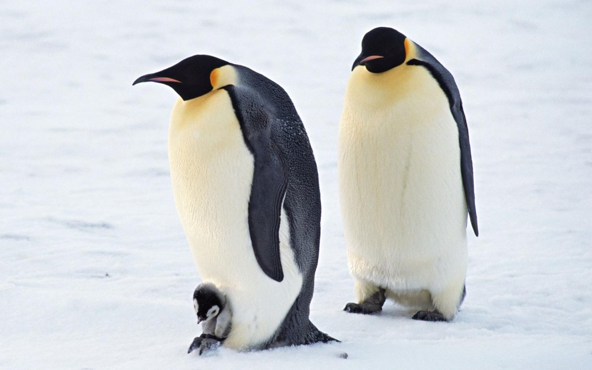 Пятнистый Пингвин