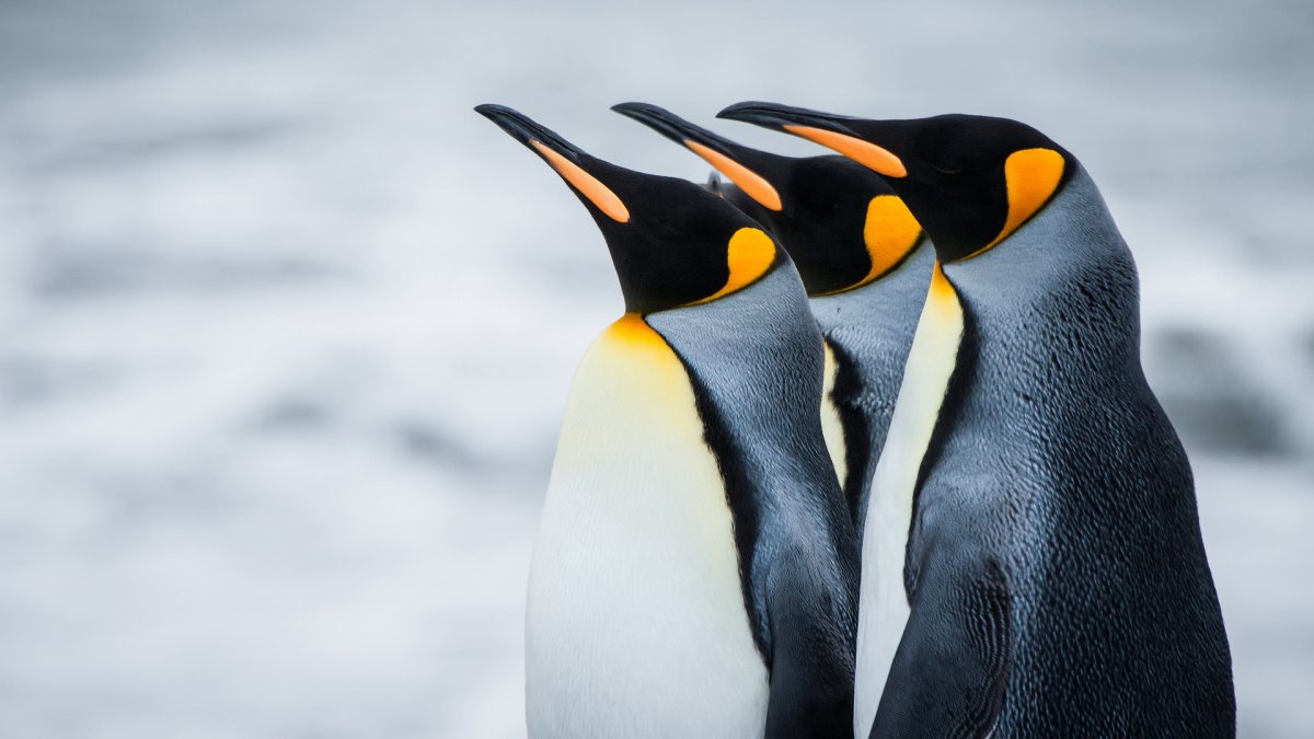 Королевский Пингвин в Антарктиде