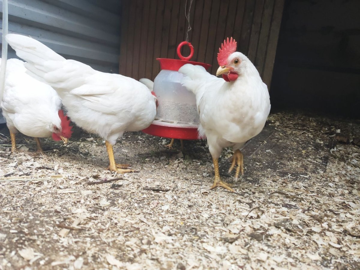 Белый Леггорн