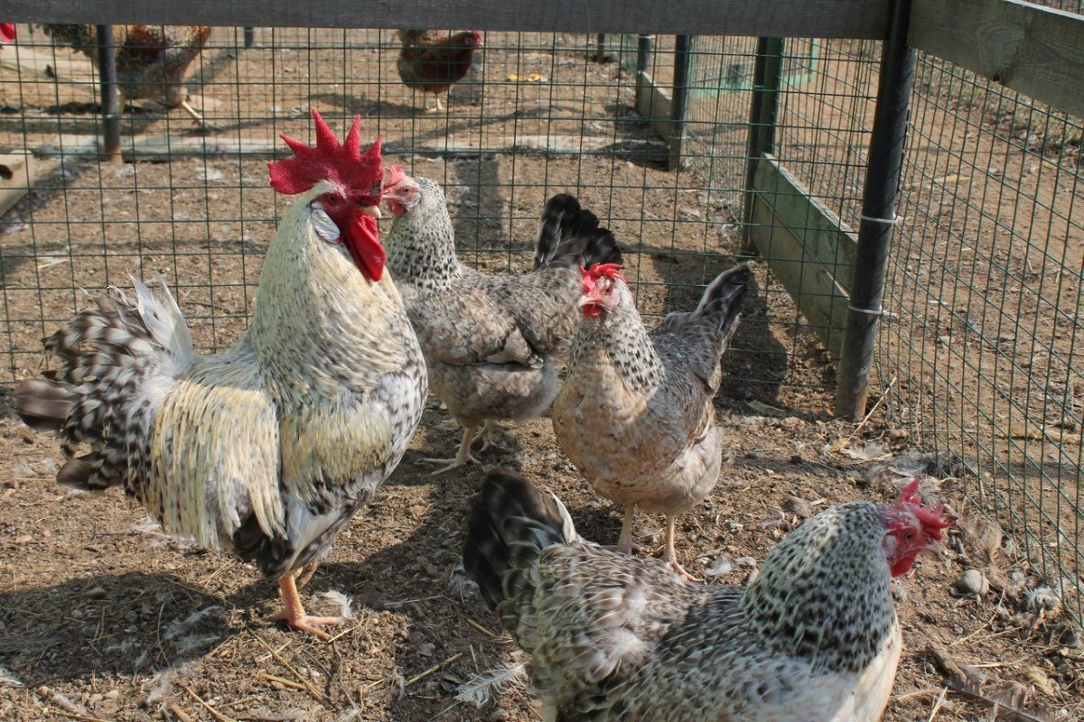 Куры Леггорн кросс