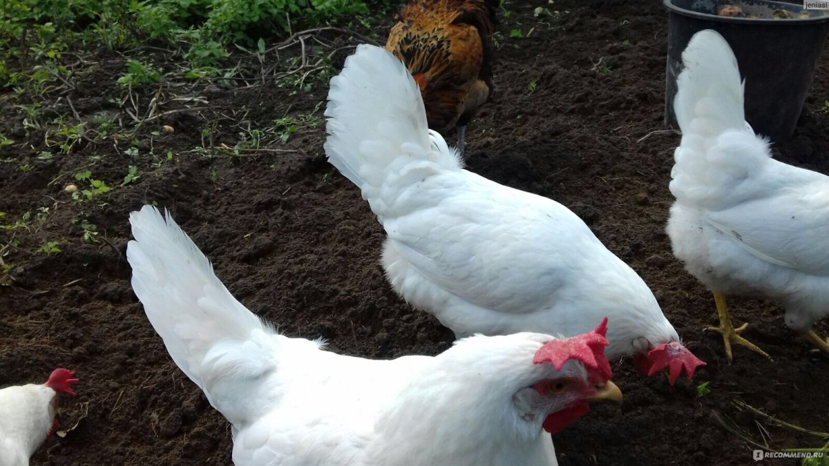 Леггорн голубой окаймленный