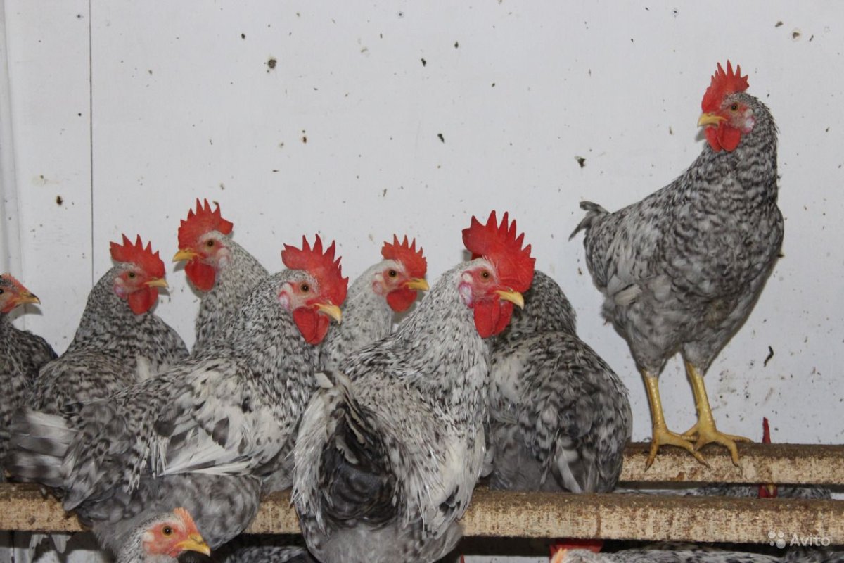 Белый Леггорн куры