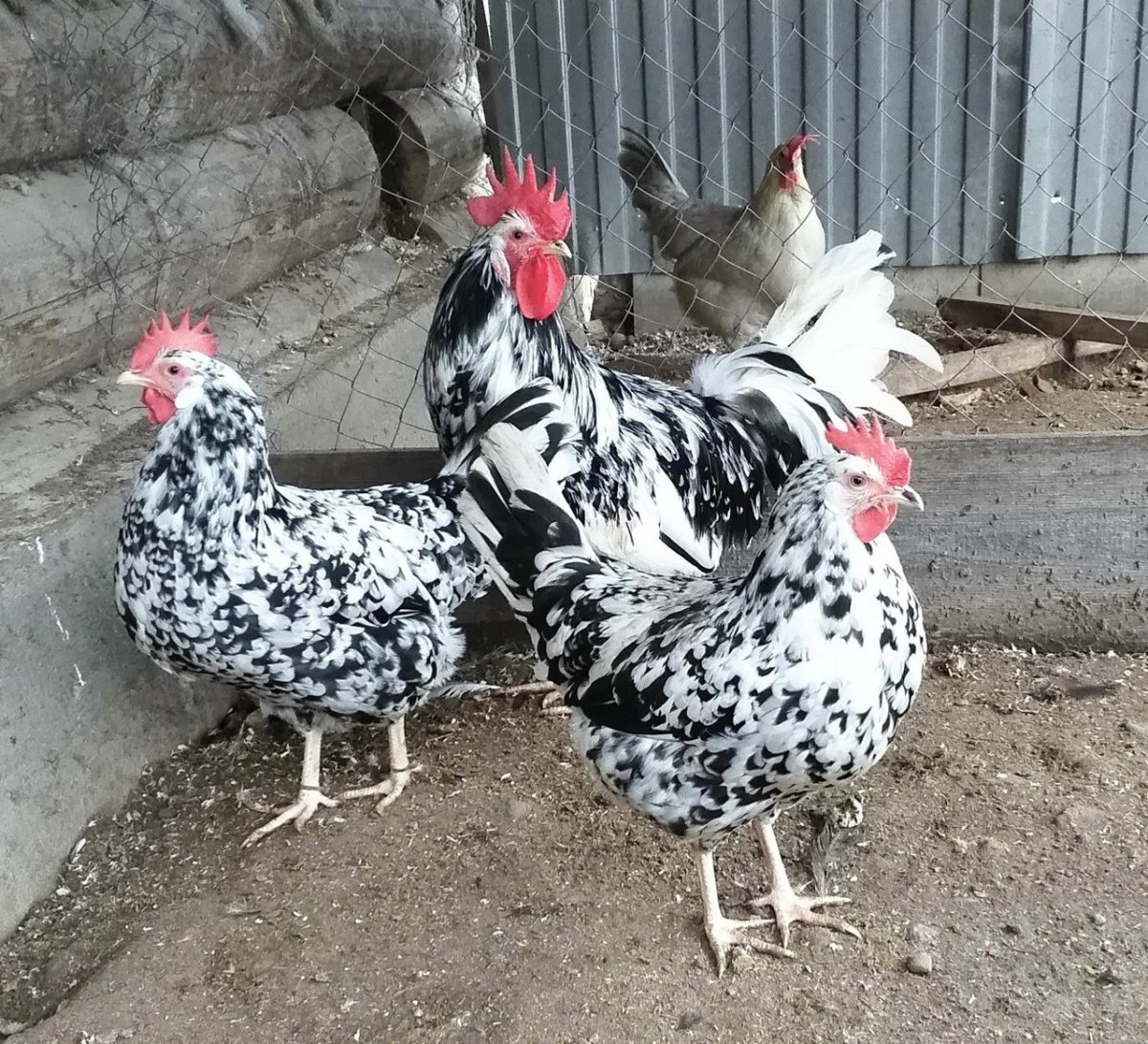 Леггорн Изабель