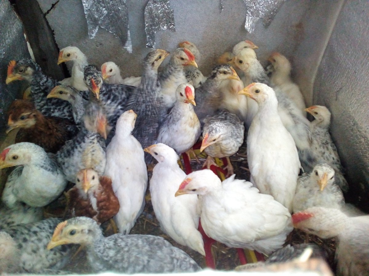 Куры несушки Борковская барвистая