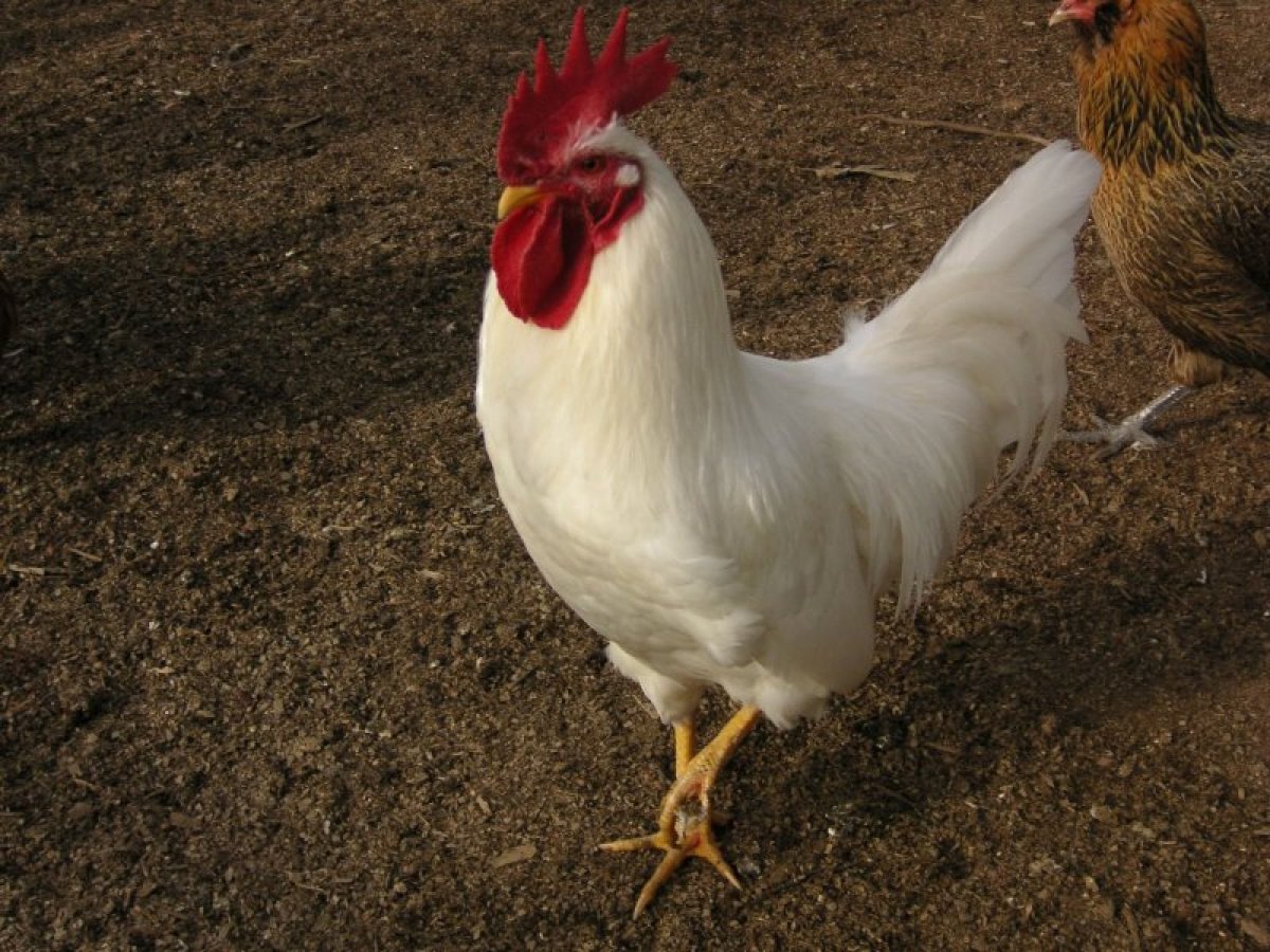 Минорка куры белые