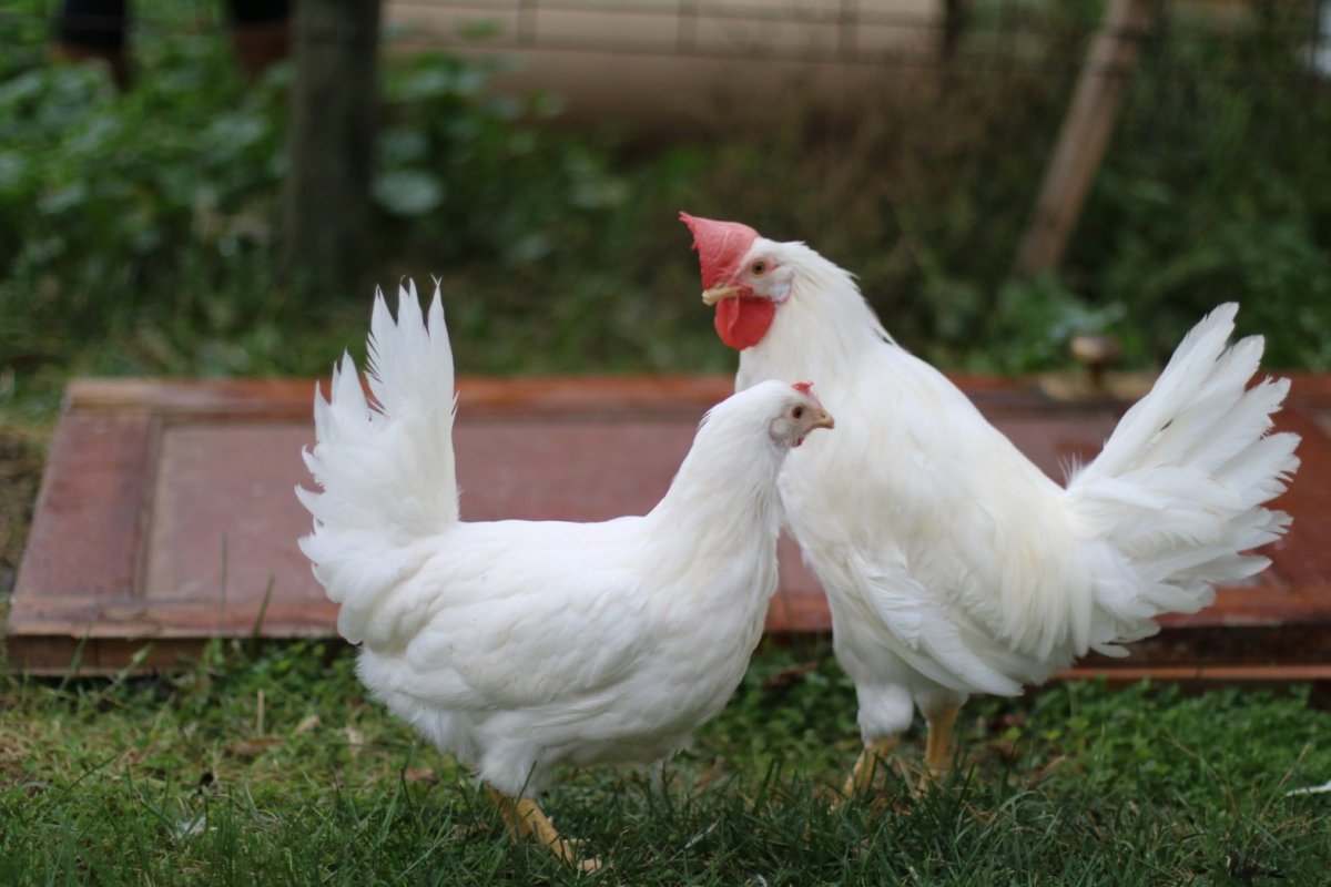 Борковская барвистая