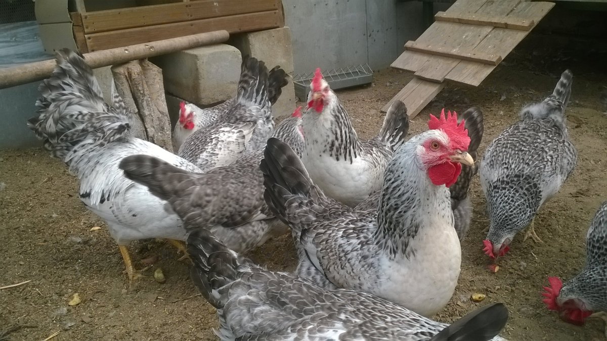 Несушка Леггорн белый