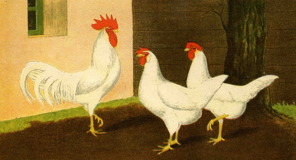 Леггорн голубой