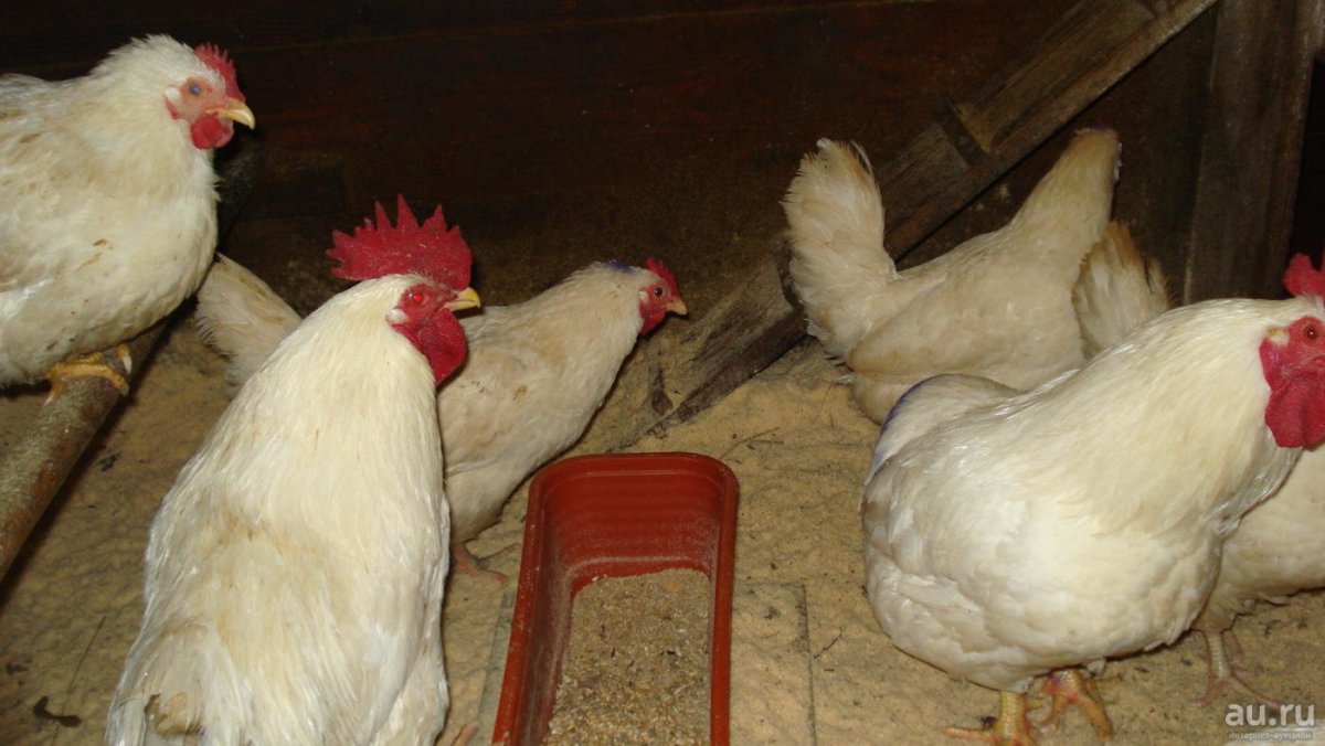 Леггорн мраморный