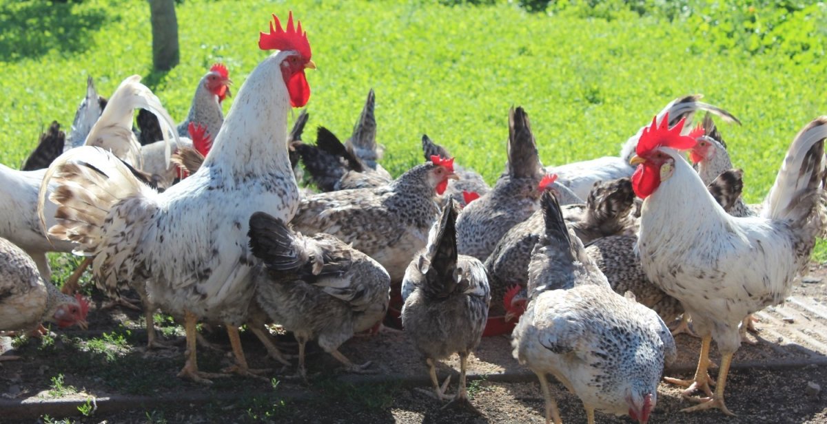 Куры Леггорн коралл