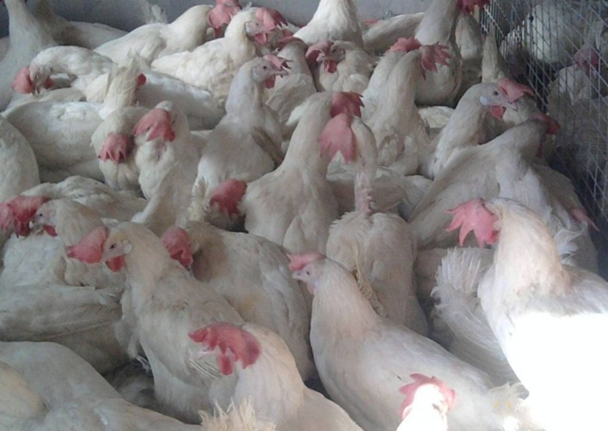 Белый Леггорн куры