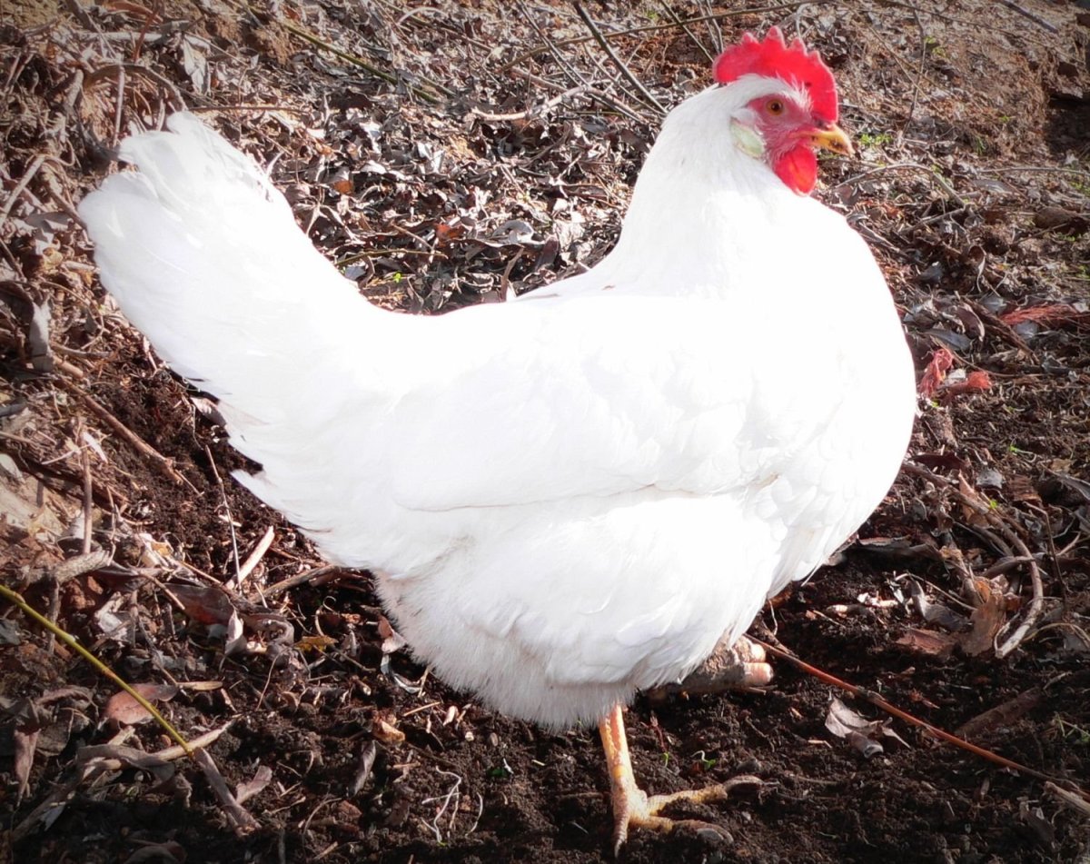 Леггорн серебристый суточные цыплята