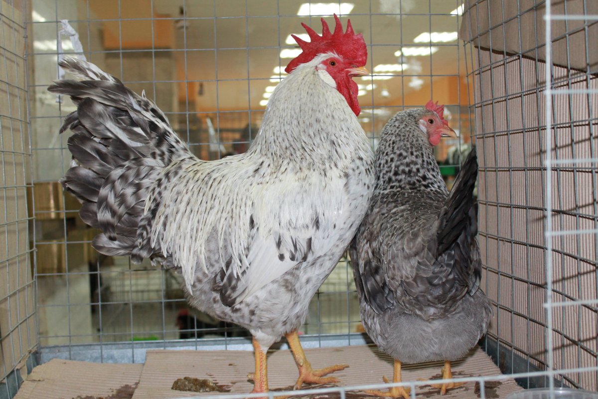 Серебристый Леггорн Борковская барвистая